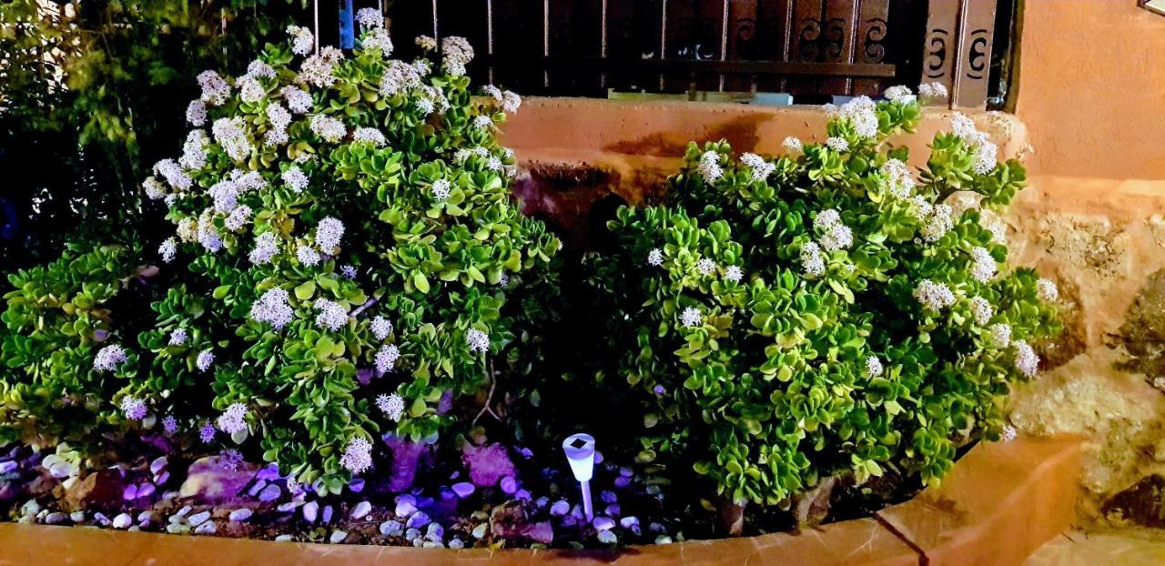 Dead Sea Sun Guest House Αράντ Εξωτερικό φωτογραφία